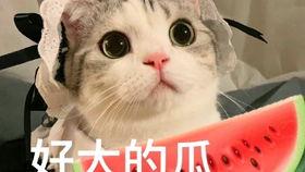 网红吃瓜姿势,揭秘网络红人的“瓜界”风采 第1张 网红吃瓜姿势,揭秘网络红人的“瓜界”风采 第1张